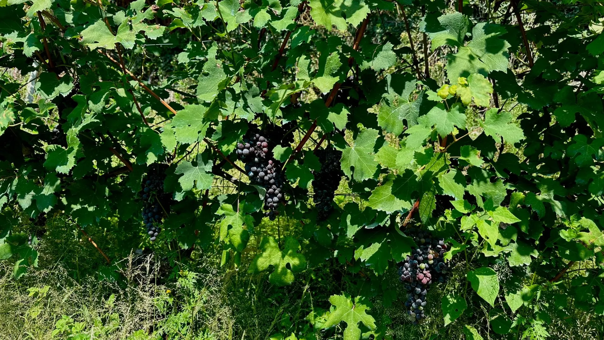 Vendemmia Didattica 2023